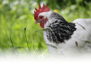 Hühnerställe für glückliche Hühner