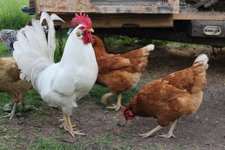 Beschäftigung für Hühner