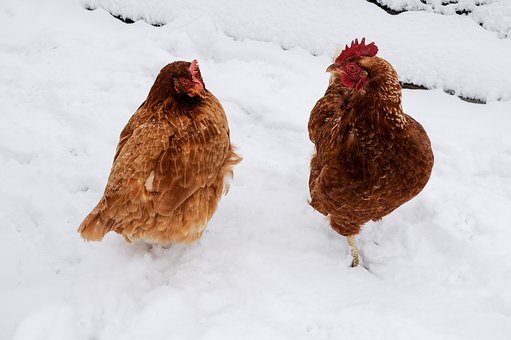 Hühnerhaltung im Winter