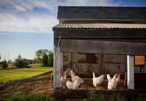 8 wichtige Punkte für die perfekte Hühnerhaltung