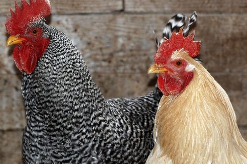 Geschlechtsbestimmung bei Hühnern