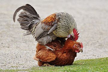Hackordnung bei Hühnern